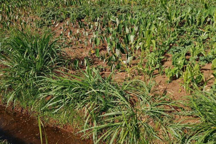 Ngariama Agriculture