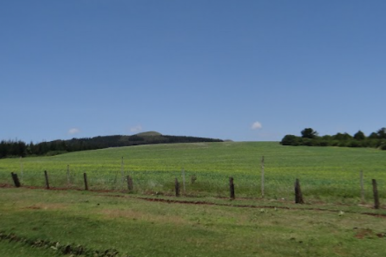 Canola farm