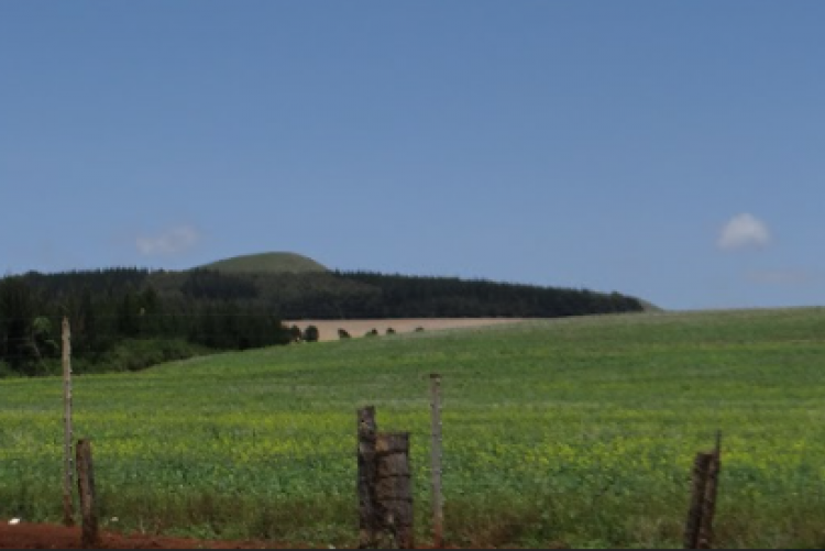 Canola farm