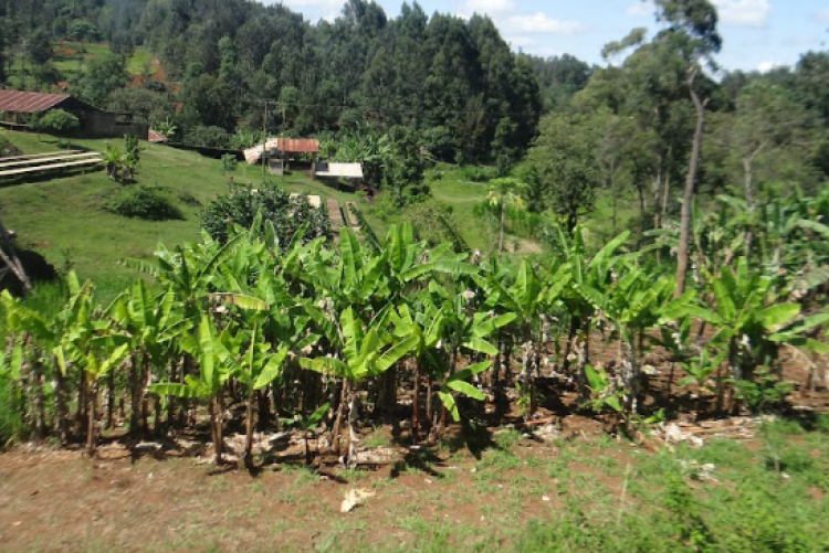 Banana farms
