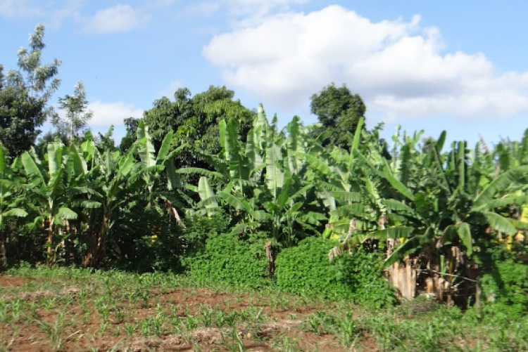 Banana farms in Meru