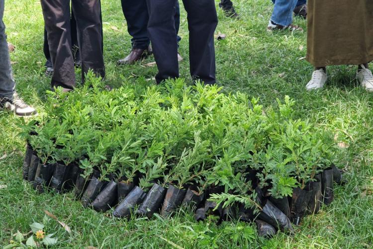 Tree planting  in Ngong Vet Farm