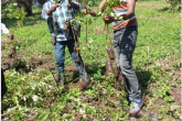 TREE PLANING